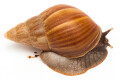 Lissachatina fulica Madagascar juvenil
